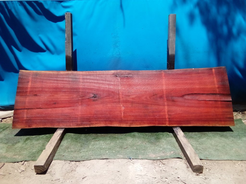 Sydney Blue Gum (TS695SBG)