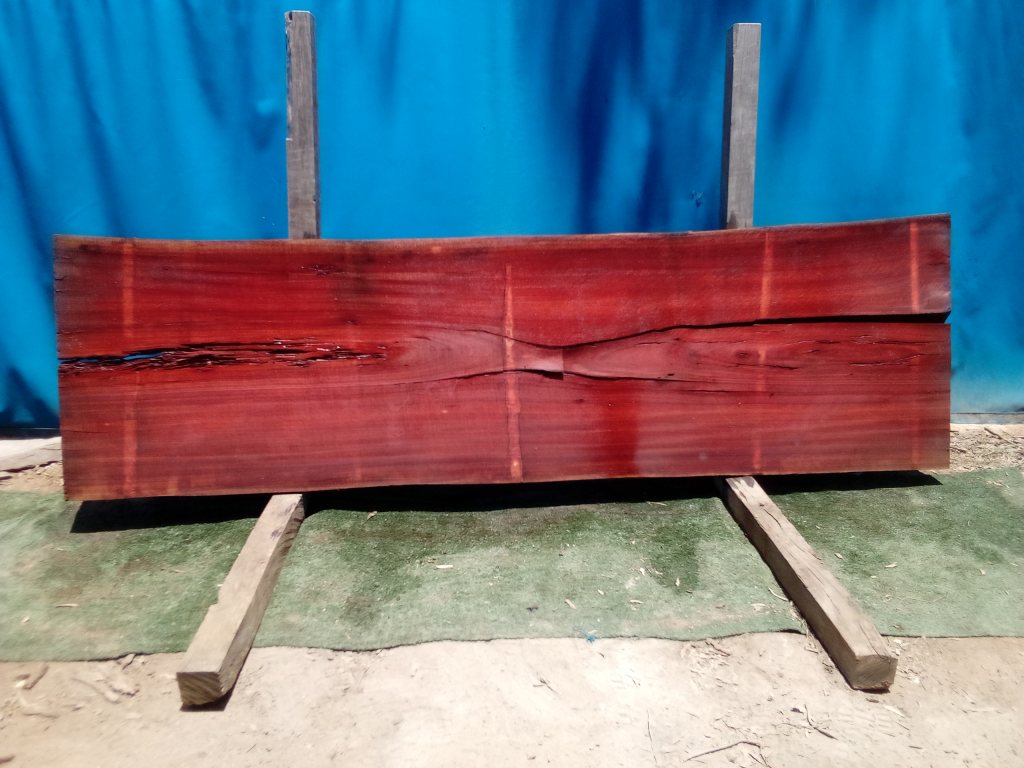 Sydney Blue Gum (TS696SBG)