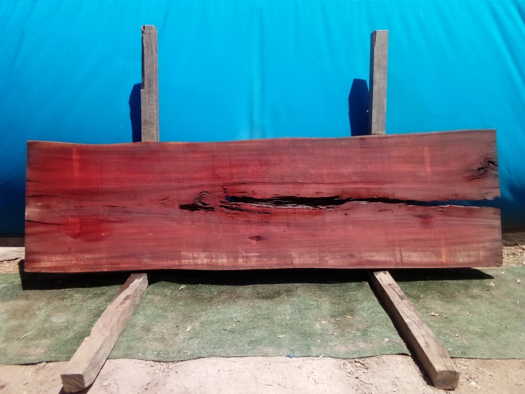 Sydney Blue Gum (TS698SBG)