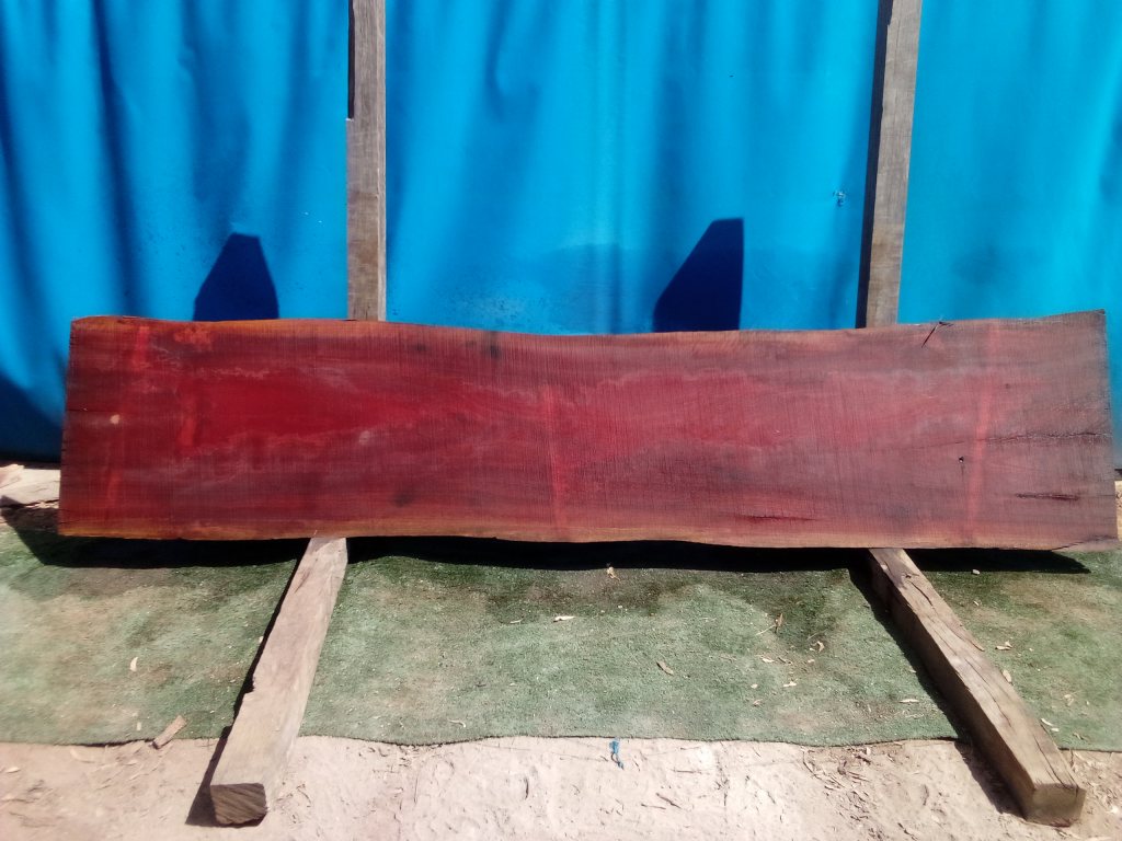 Sydney Blue Gum (TS699SBG)