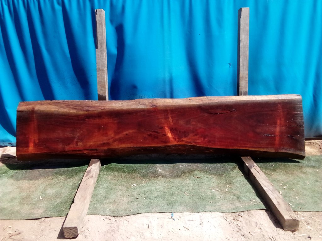 Sydney Blue Gum (TS699SBG)