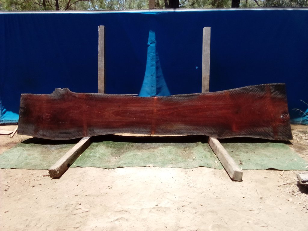 Sydney Blue Gum (TS707SBG)