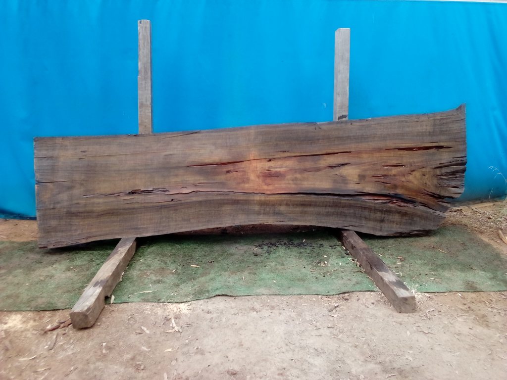 Blackbutt (TS715B)