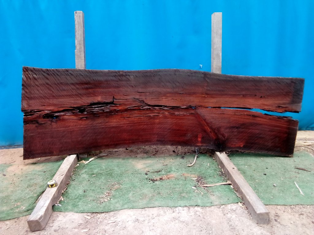 Sydney Blue Gum (TS732SBG)