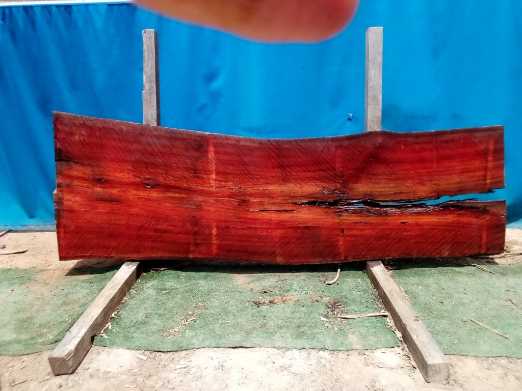 Sydney Blue Gum (TS732SBG)