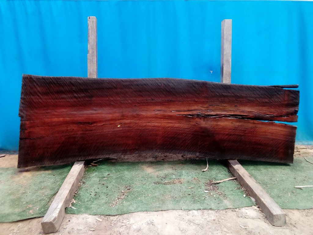 Sydney Blue Gum (TS734SBG)