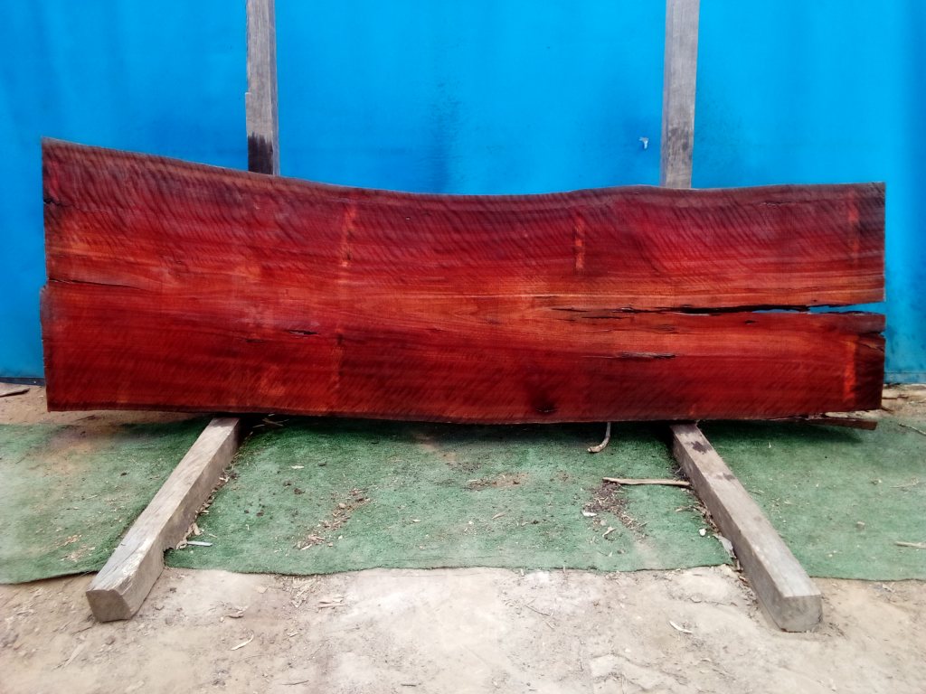 Sydney Blue Gum (TS734SBG)
