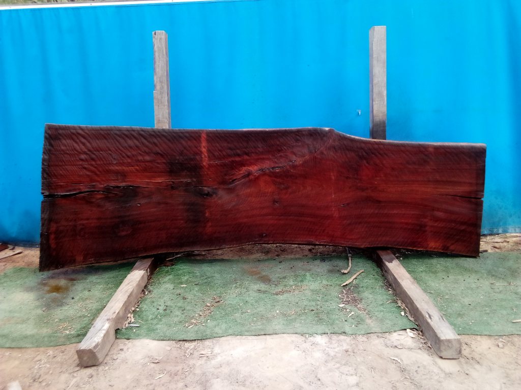 Sydney Blue Gum (TS735SBG)