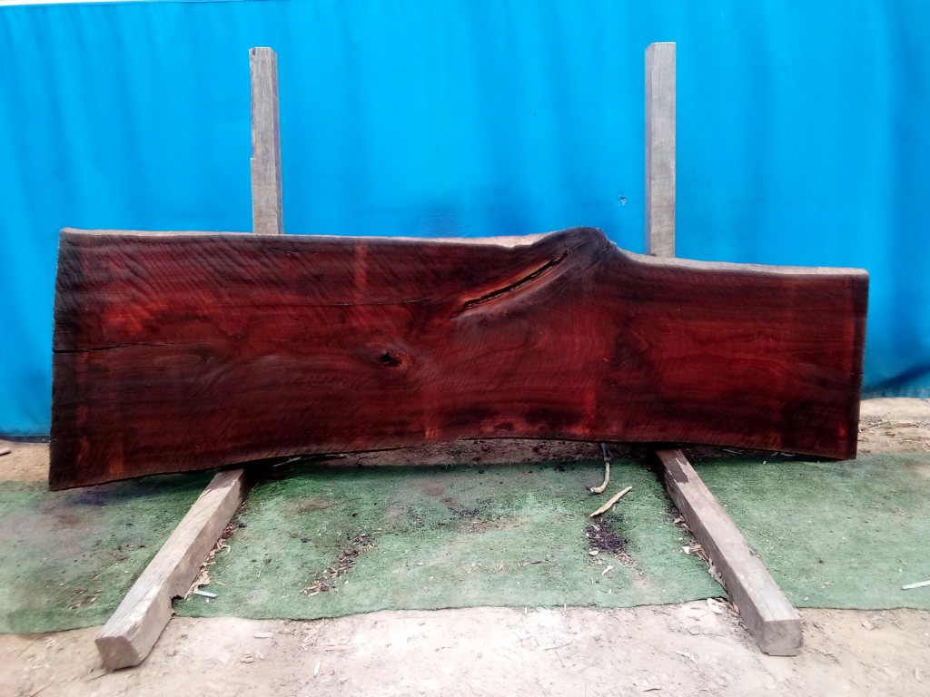 Sydney Blue Gum (TS736SBG)