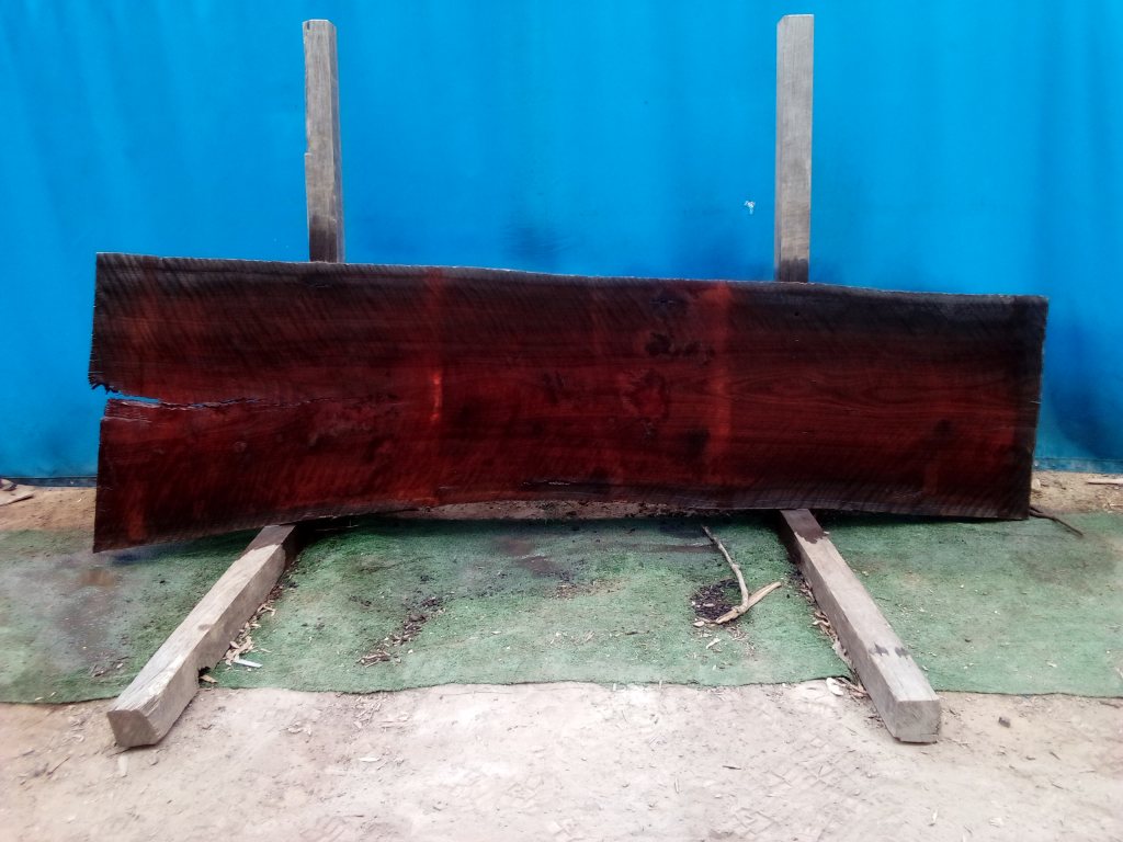 Sydney Blue Gum (TS737SBG)