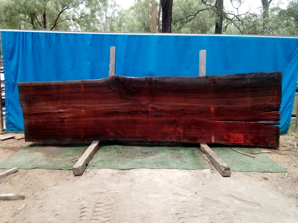 Sydney Blue Gum (TS742SBG)