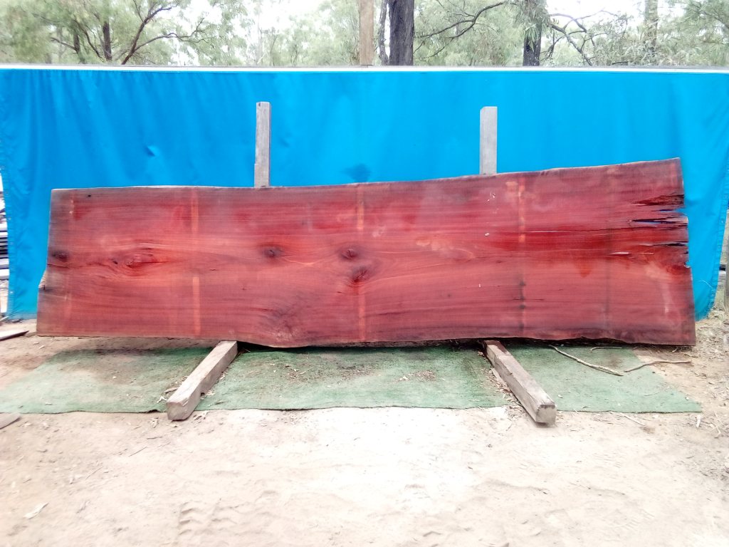 Sydney Blue Gum (TS742SBG)