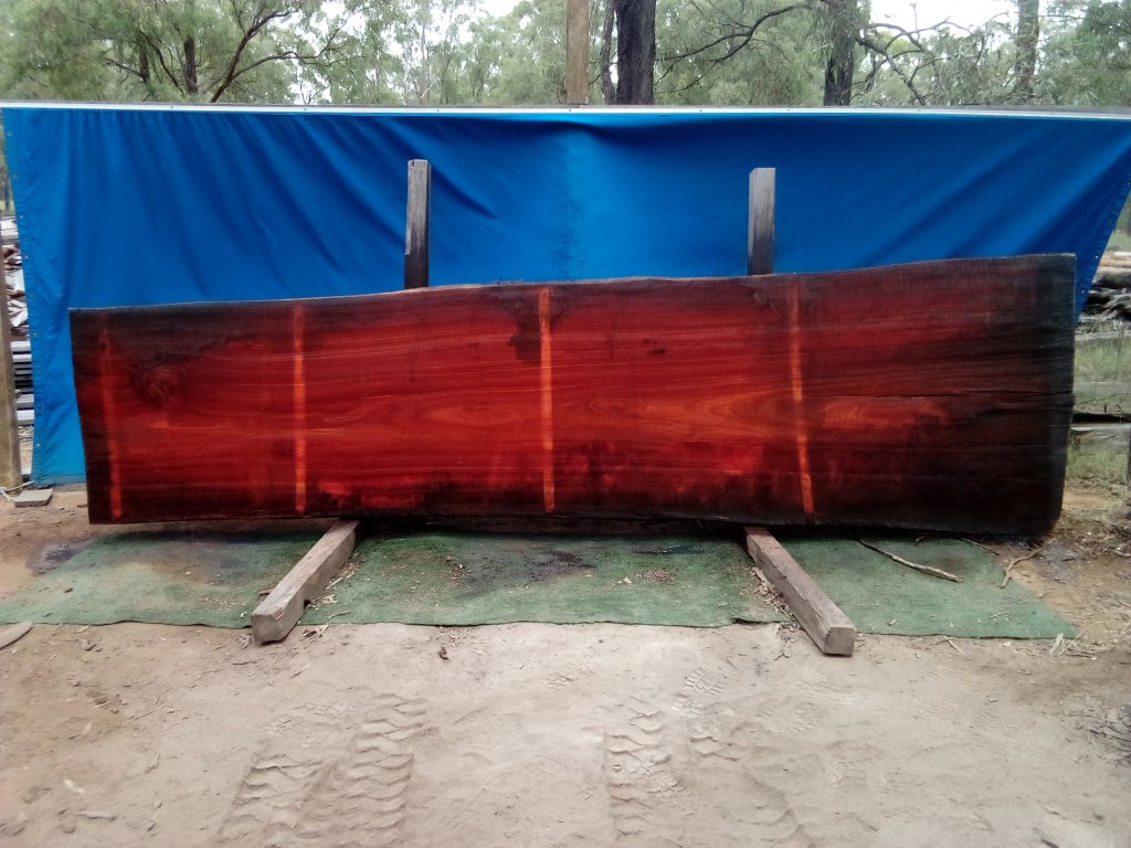 Sydney Blue Gum (TS744SBG)
