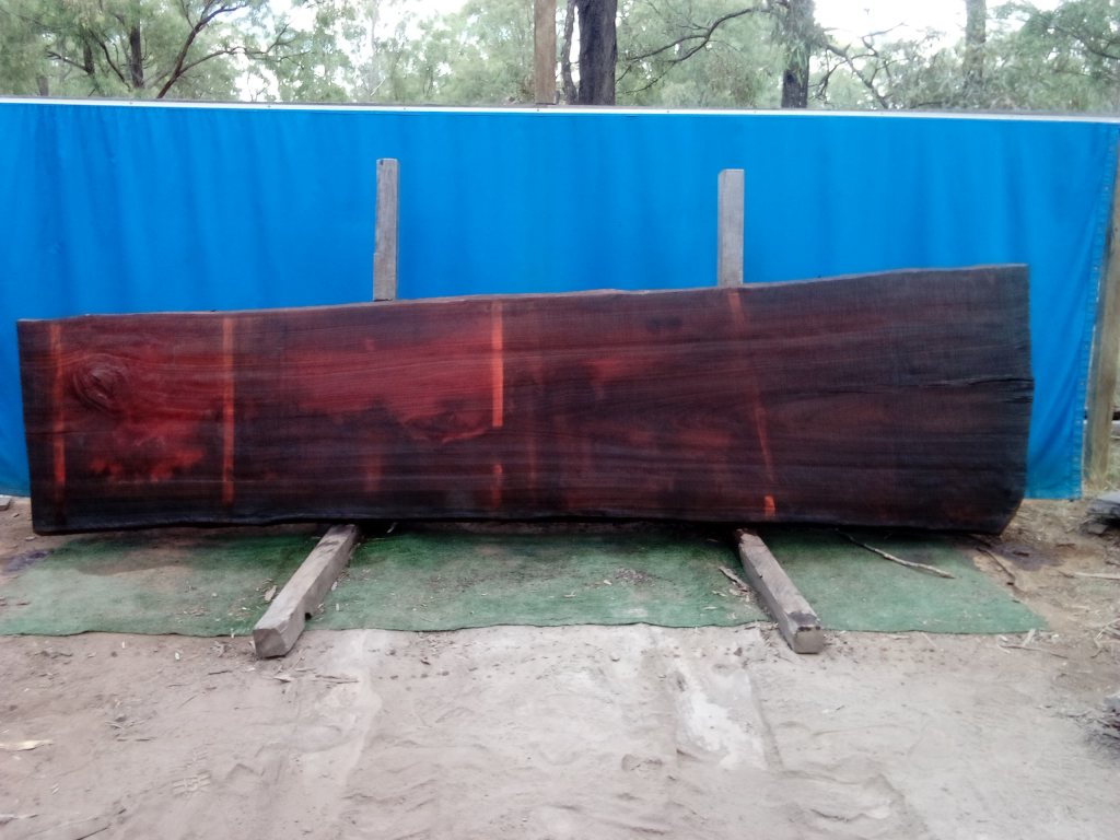 Sydney Blue Gum (TS747SBG)