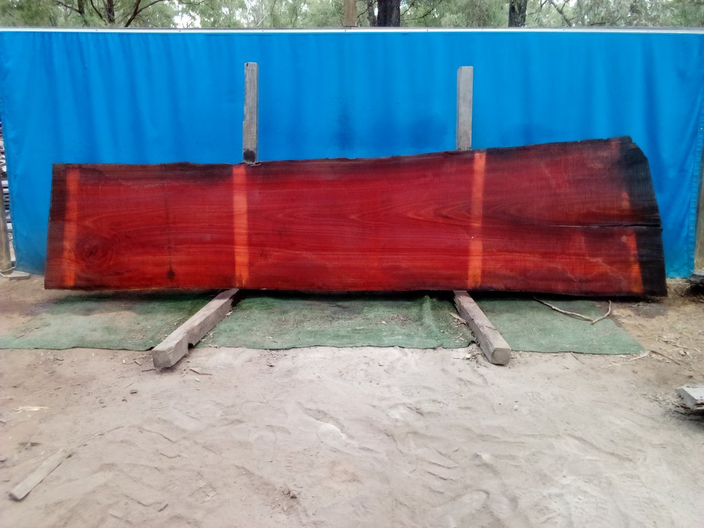 Sydney Blue Gum (TS748SBG)