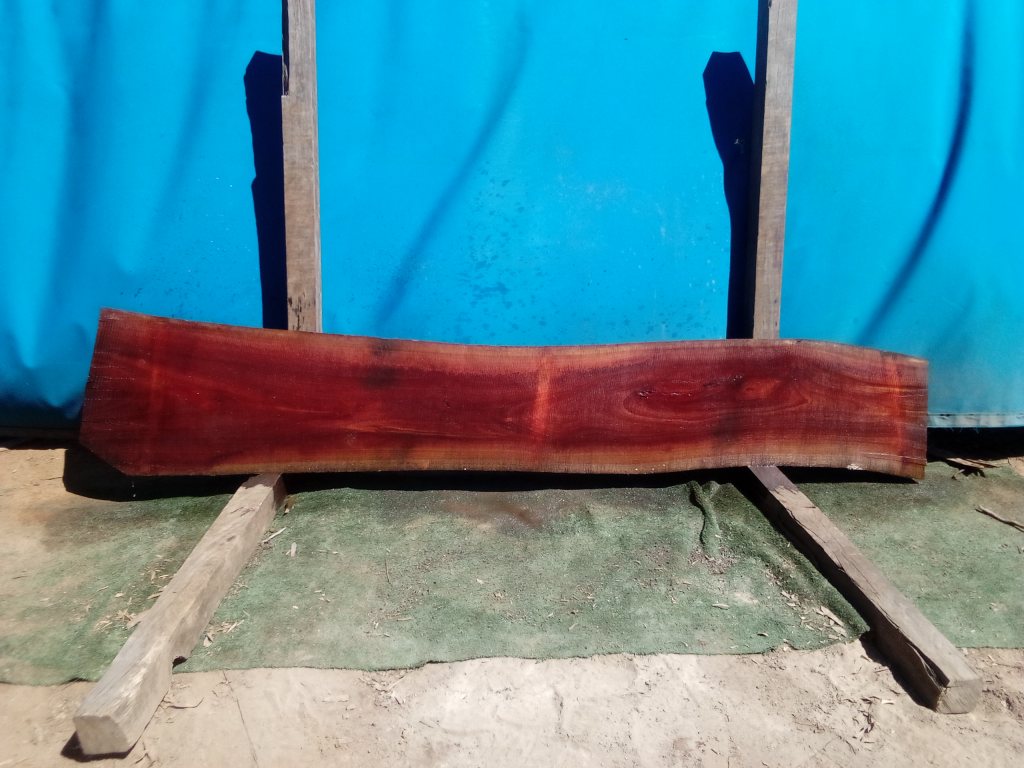 Sydney Blue Gum (TS755SBG)