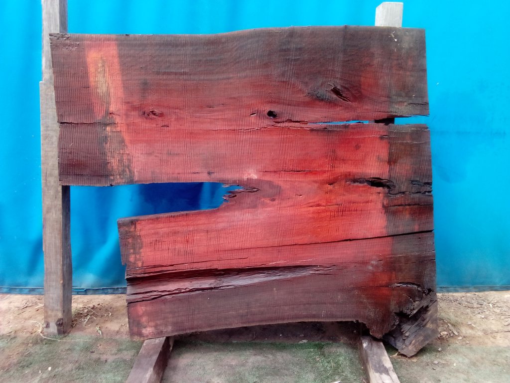 Sydney Blue Gum (TS771SBG)