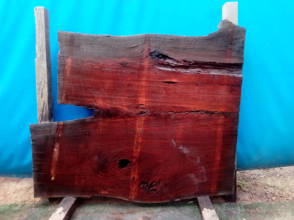 Sydney Blue Gum (TS772SBG)