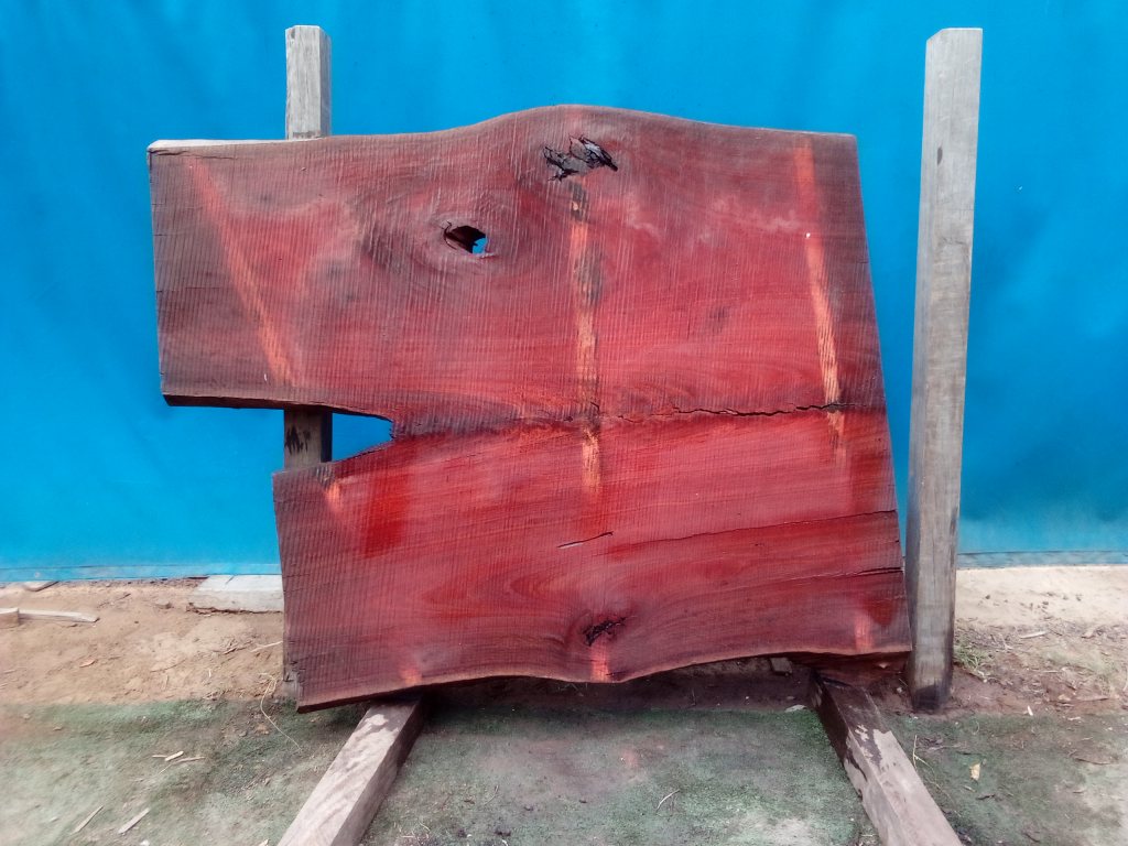 Sydney Blue Gum (TS772SBG)