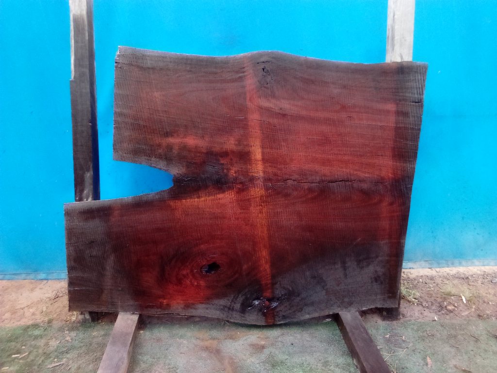 Sydney Blue Gum (TS773SBG)