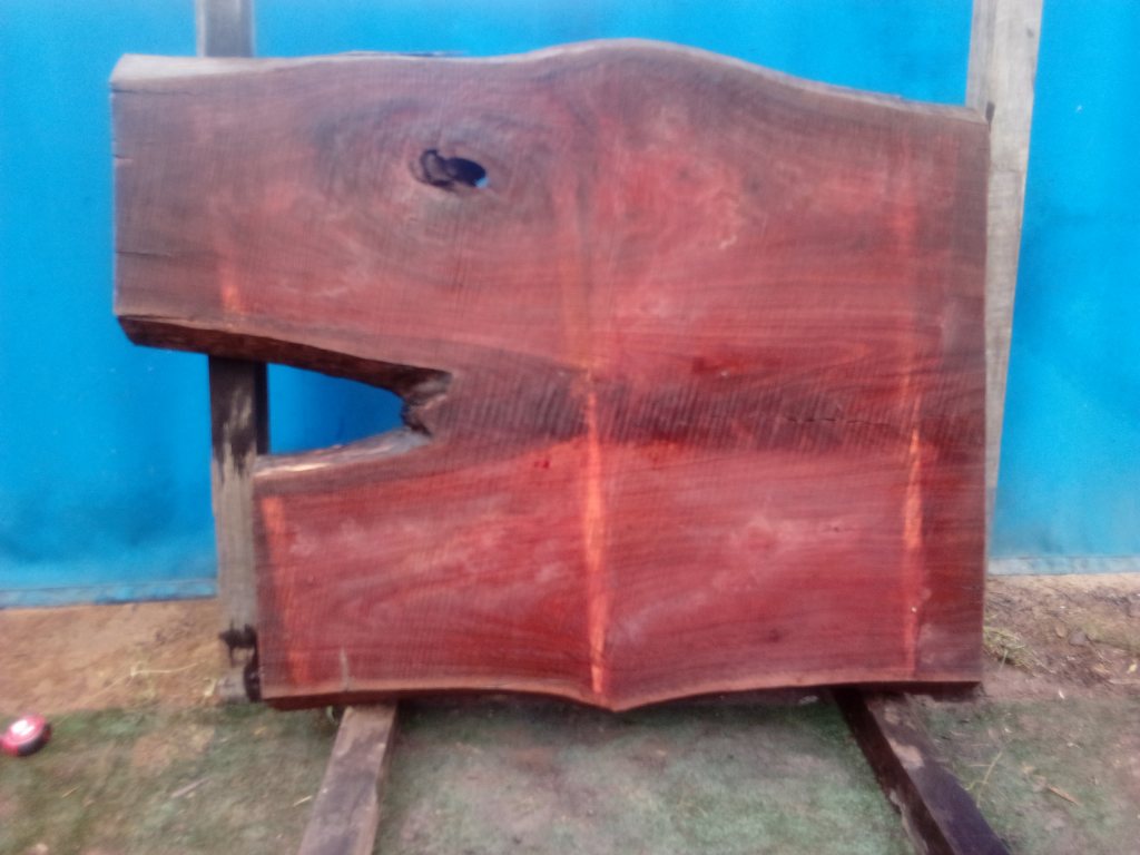 Sydney Blue Gum (TS773SBG)