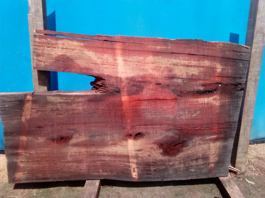 Sydney Blue Gum (TS774SBG)