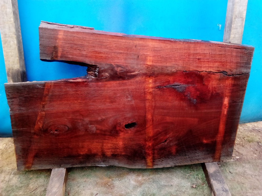Sydney Blue Gum (TS775SBG)