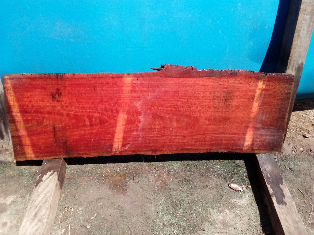 Sydney Blue Gum (TS777SBG)