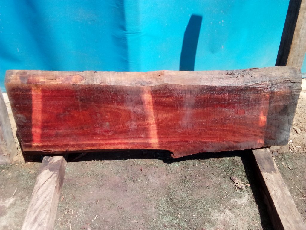 Sydney Blue Gum (TS777SBG)