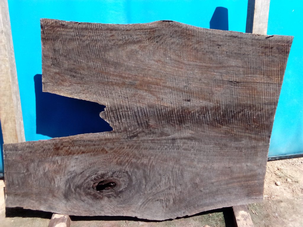 Sydney Blue Gum (TS778SBG)