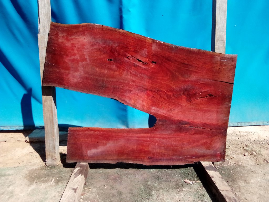 Sydney Blue Gum (TS779SBG)