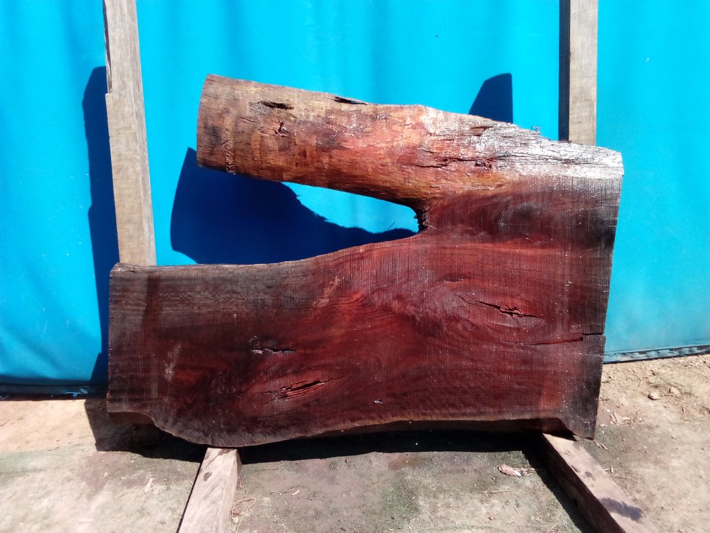 Sydney Blue Gum (TS779SBG)