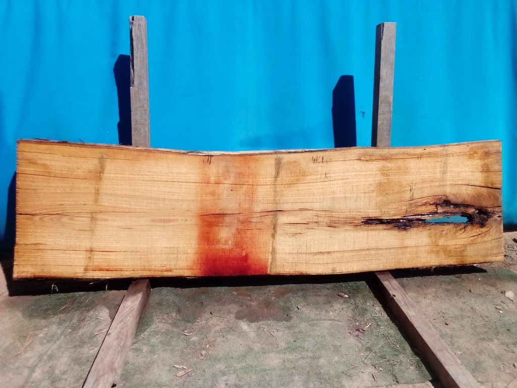 Blackbutt (TS781B)