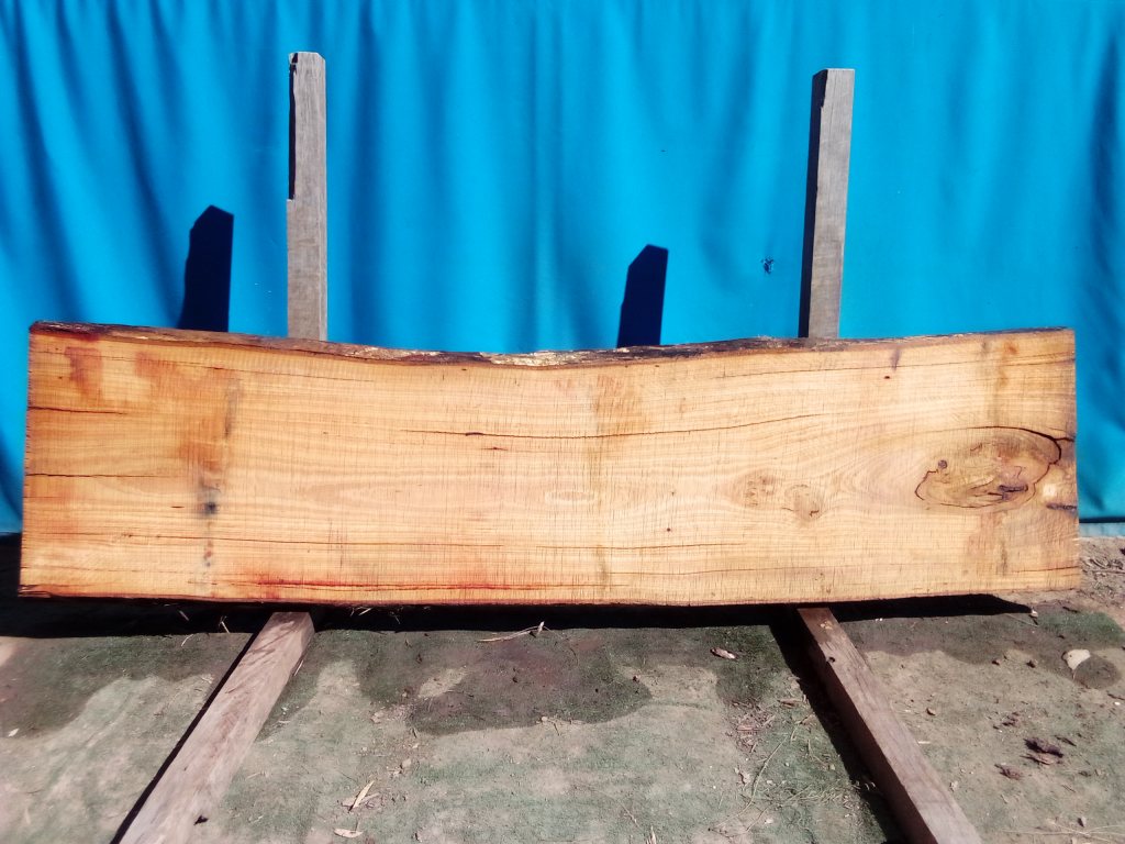Blackbutt (TS782B)