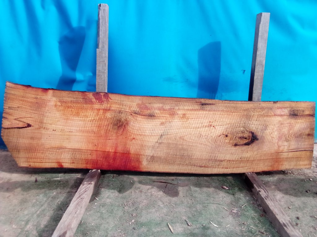 Blackbutt (TS784B)