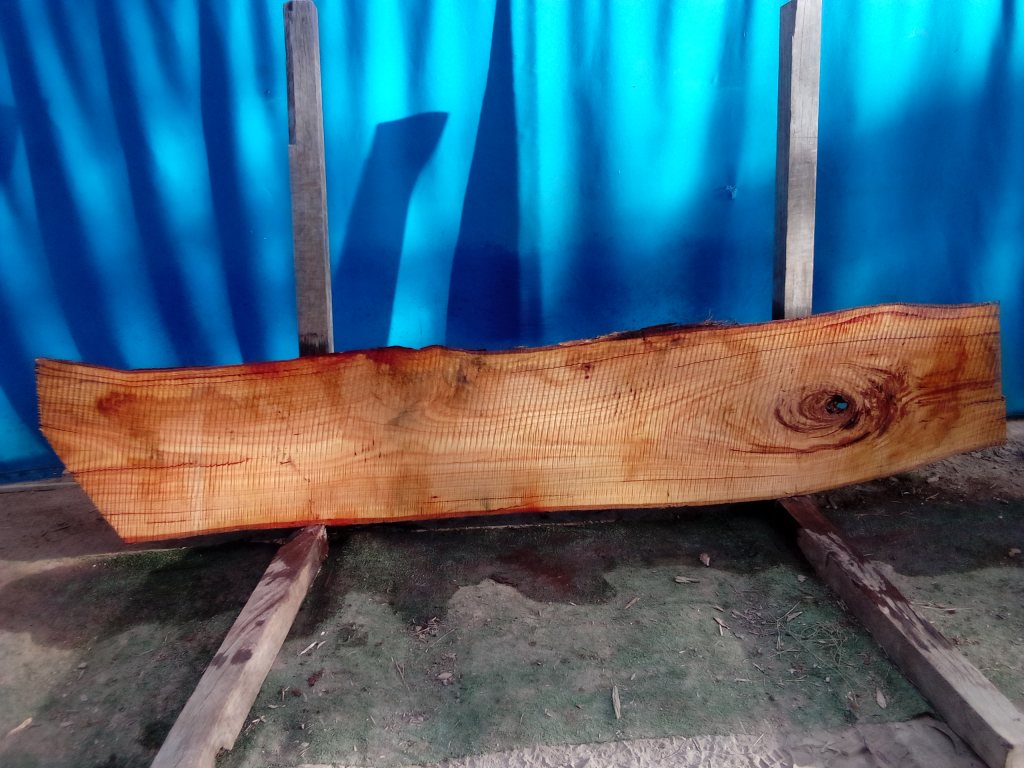 Blackbutt (TS788B)