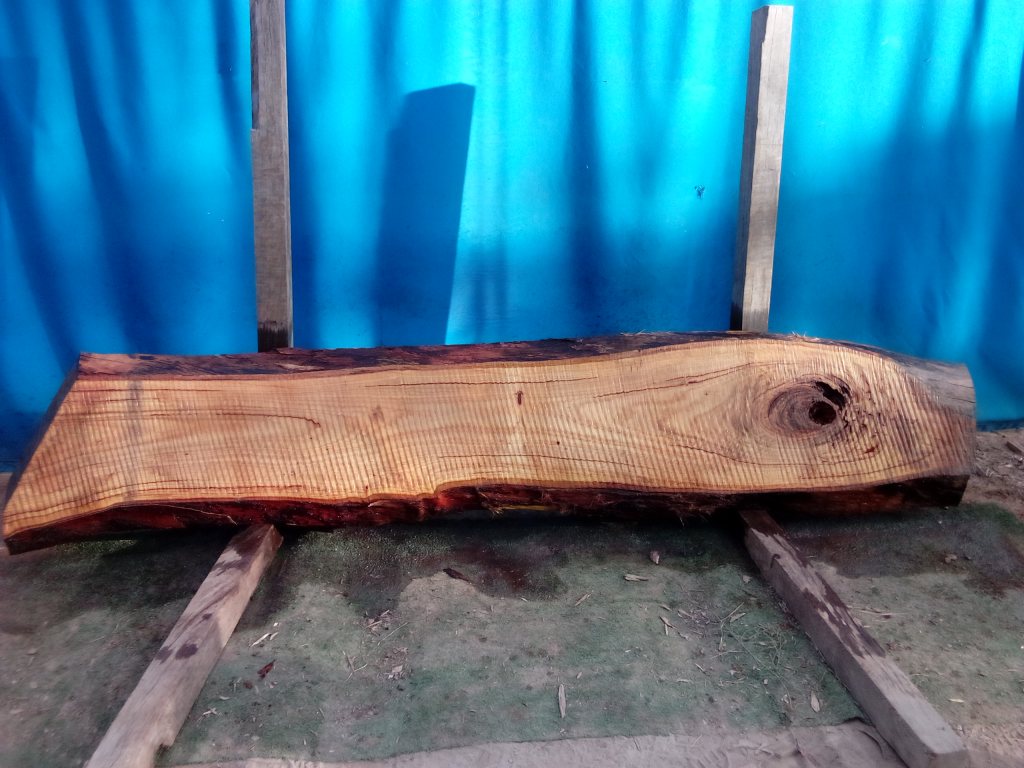 Blackbutt (TS788B)