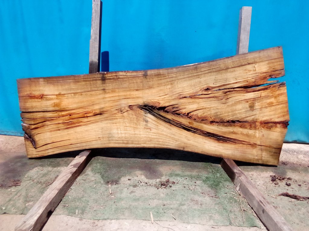 Blackbutt (TS789B)