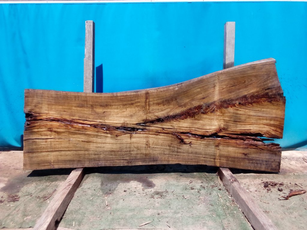 Blackbutt (TS789B)
