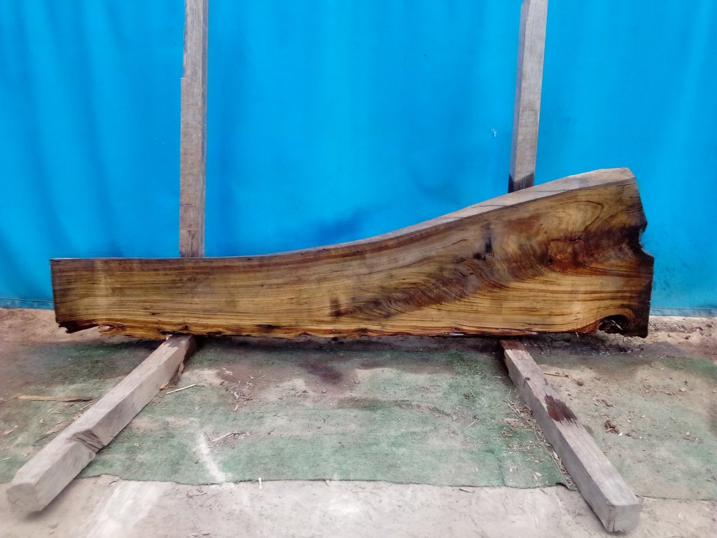 Blackbutt (TS791B)