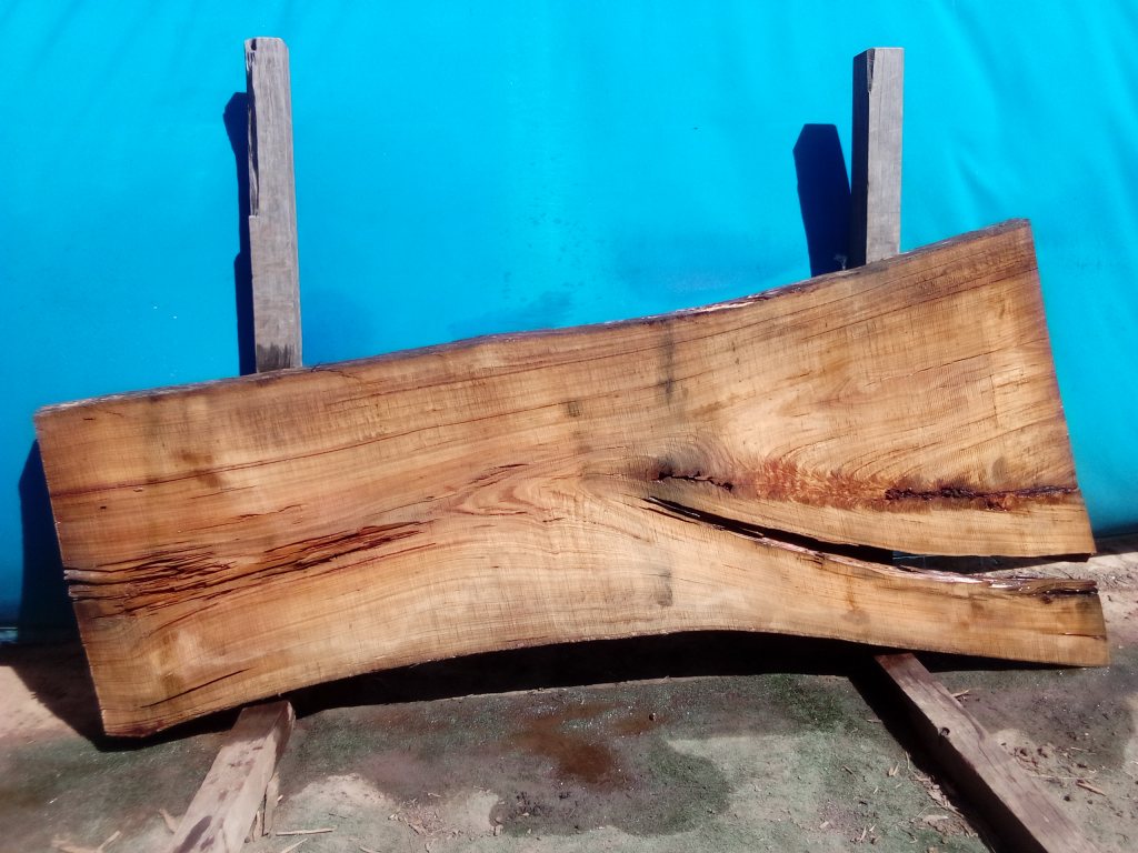 Blackbutt (TS792B)