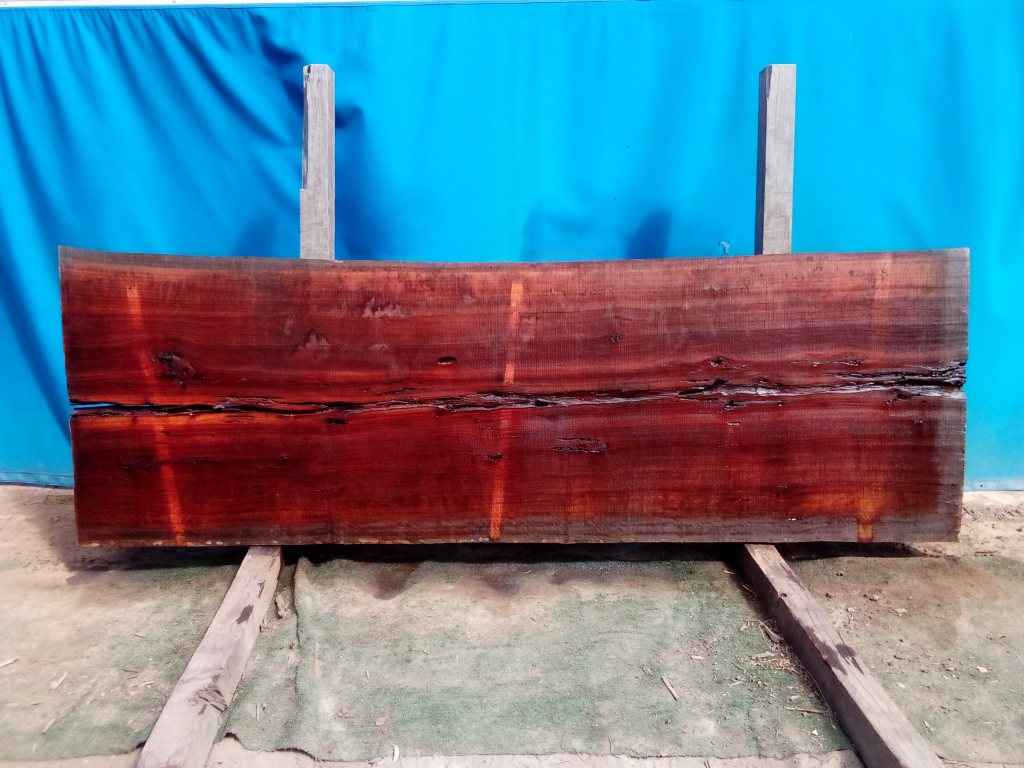 Sydney Blue Gum (TS800SBG)