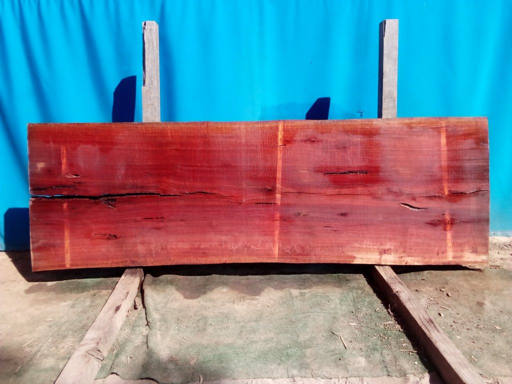 Sydney Blue Gum (TS800SBG)