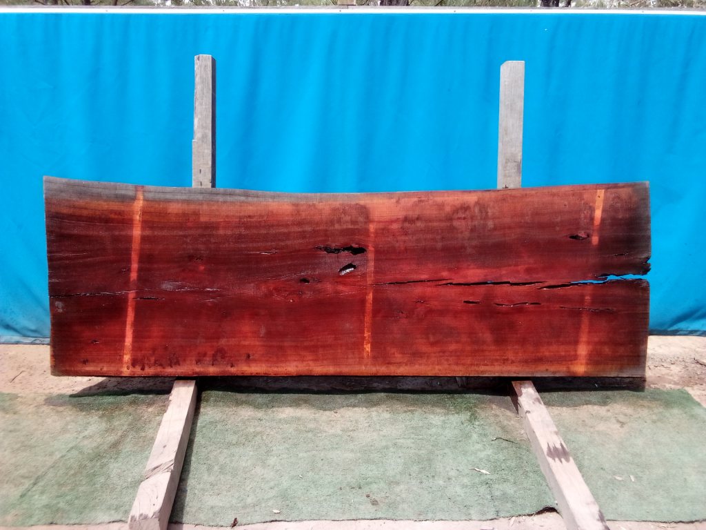 Sydney Blue Gum (TS803SBG)