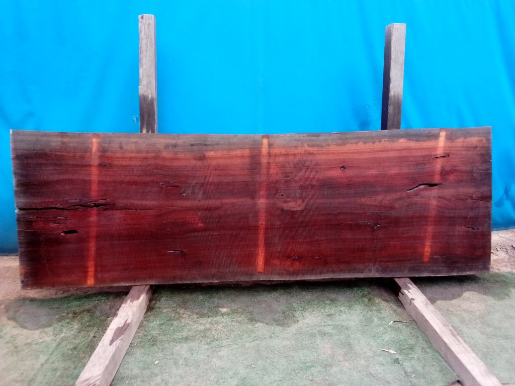Sydney Blue Gum (TS804SBG)