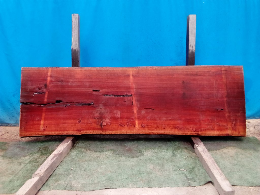 Sydney Blue Gum (TS804SBG)