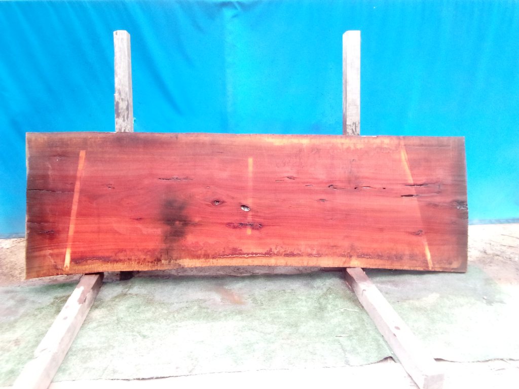 Sydney Blue Gum (TS805SBG)