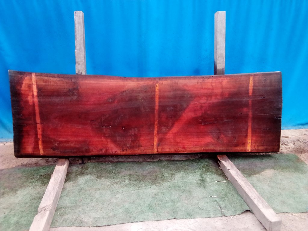 Sydney Blue Gum (TS805SBG)