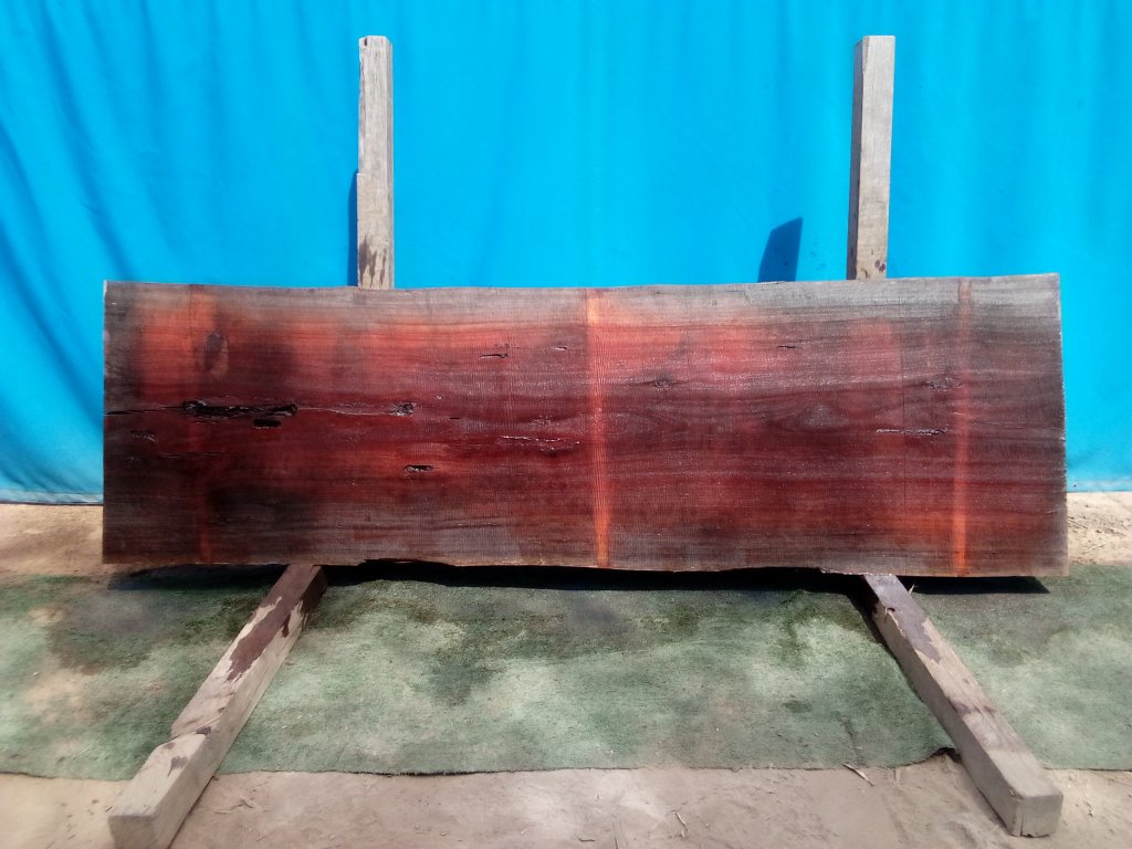 Sydney Blue Gum (TS806SBG)