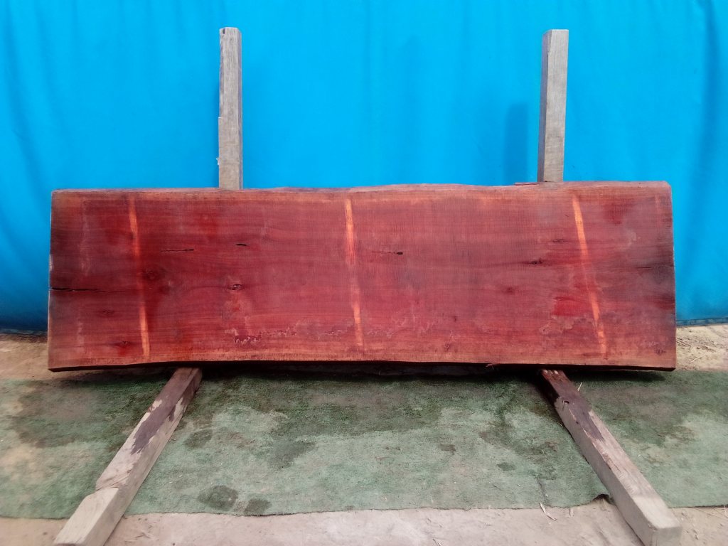 Sydney Blue Gum (TS806SBG)